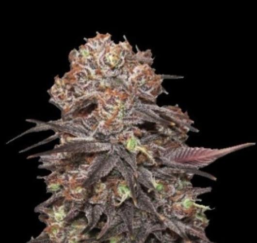 Gelato x GDP (Cheap Seeds) - QCS. Week 0