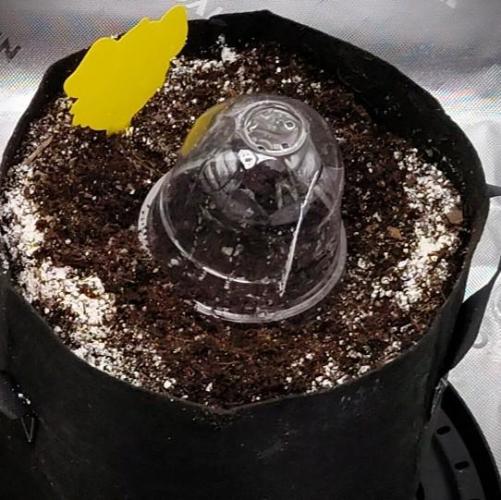 Gelato x GDP (Cheap Seeds) - QCS. Week 0