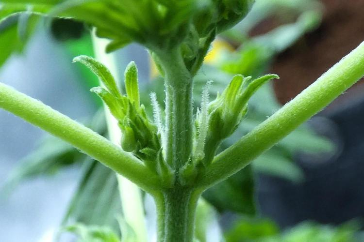 Blueberry Bastard (ABC). Week 5