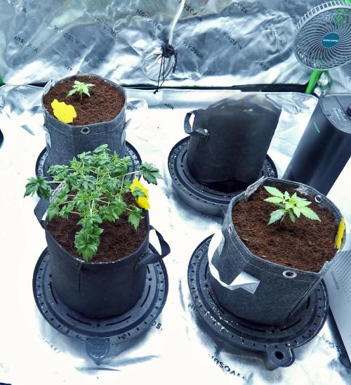 Blueberry Bastard (ABC). Week 5 - full tent pic to show just how small she is. 