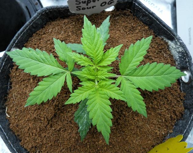 Super Sour Kush #1 - QCS. Week 3