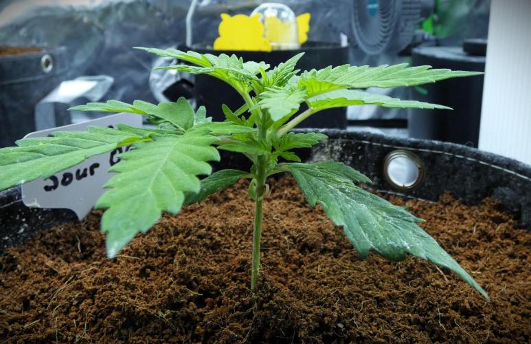 Super Sour Kush #1 - QCS. Week 3