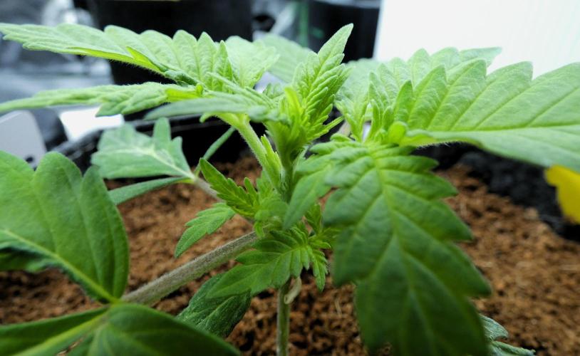 Super Sour Kush #1 - QCS. Week 3