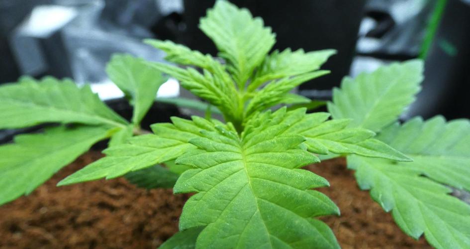 Super Sour Kush #1 - QCS. Week 3