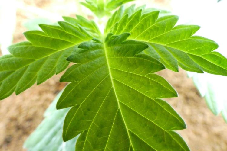 Super Sour Kush #1 - QCS. Week 3