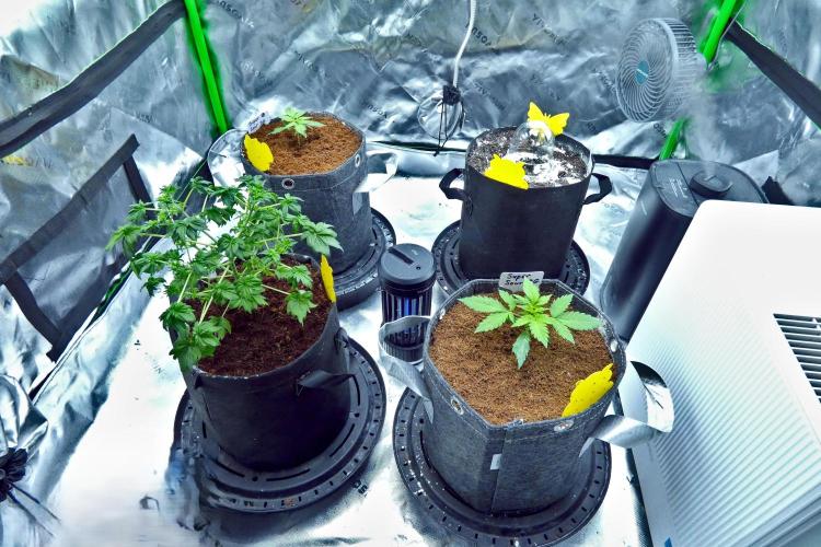 Super Sour Kush #1 - QCS. Week 3