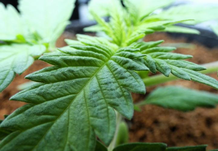 Super Sour Kush #2 - QCS. Week 3