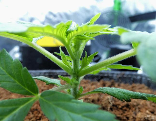 Super Sour Kush #2 - QCS. Week 3