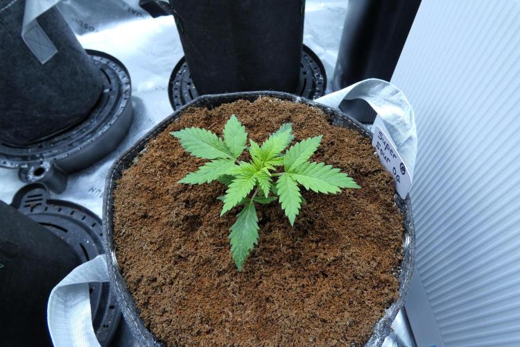 Super Sour Kush #2 - QCS. Week 3