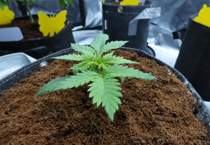 Super Sour Kush #2 - QCS. Week 3