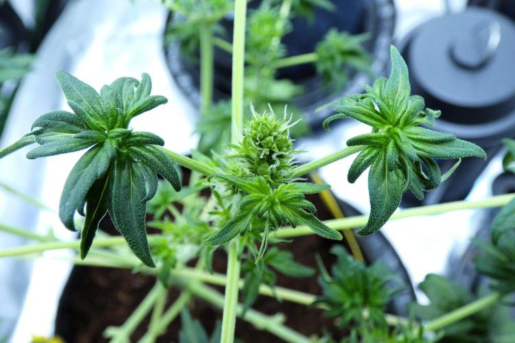 Blueberry Bastard (ABC). Week 6