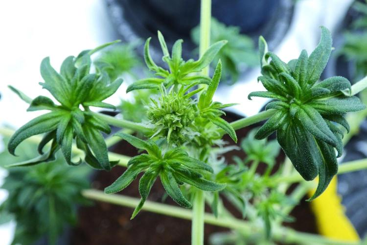 Blueberry Bastard (ABC). Week 6