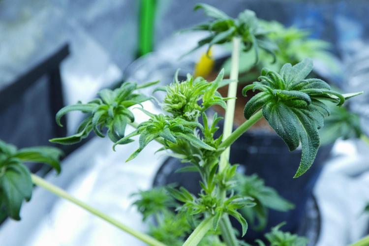 Blueberry Bastard (ABC). Week 6