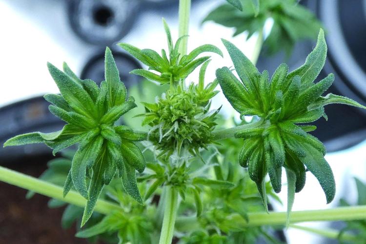 Blueberry Bastard (ABC). Week 6