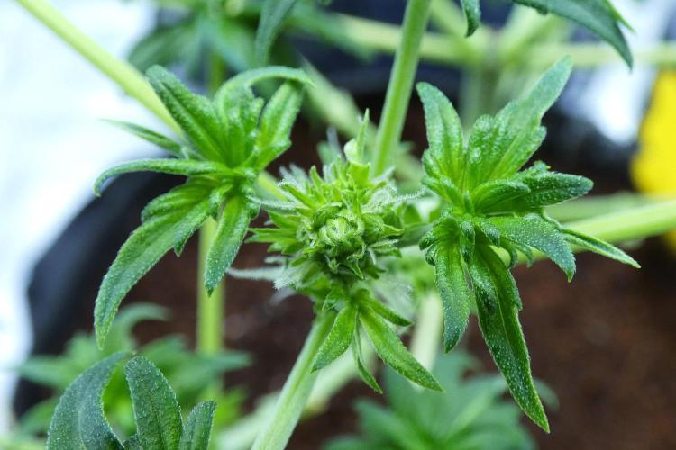 Blueberry Bastard (ABC). Week 6