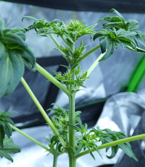 Blueberry Bastard (ABC). Week 6