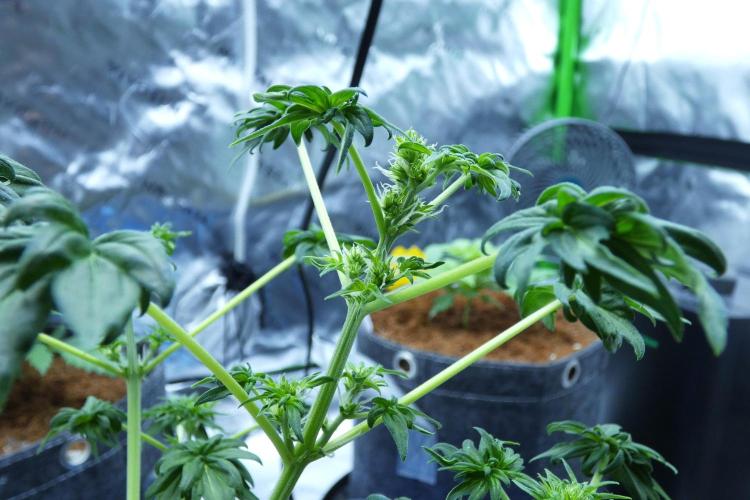 Blueberry Bastard (ABC). Week 6