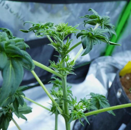 Blueberry Bastard (ABC). Week 6