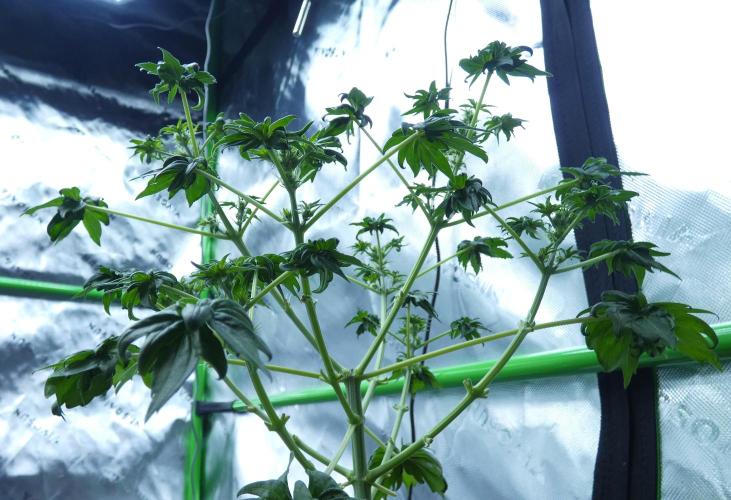 Blueberry Bastard (ABC). Week 6