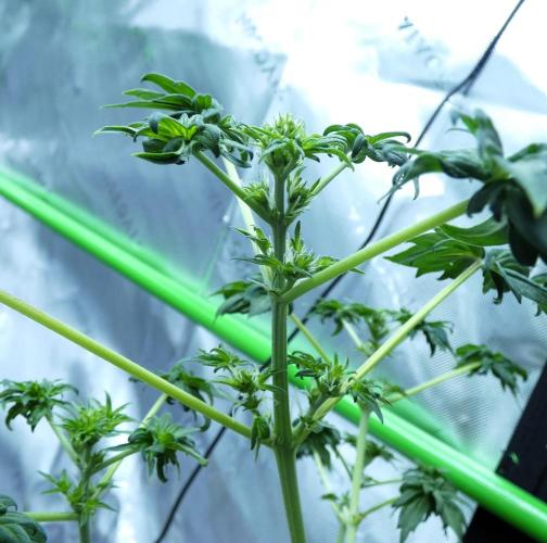 Blueberry Bastard (ABC). Week 6