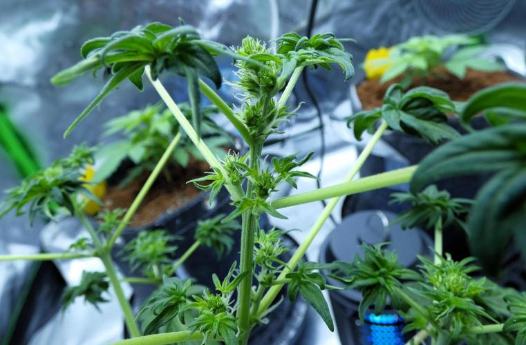 Blueberry Bastard (ABC). Week 6