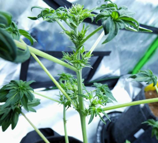 Blueberry Bastard (ABC). Week 6