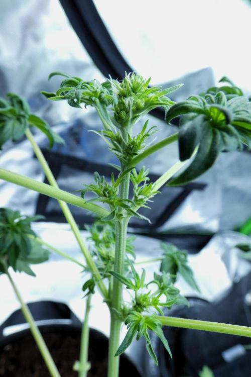 Blueberry Bastard (ABC). Week 6