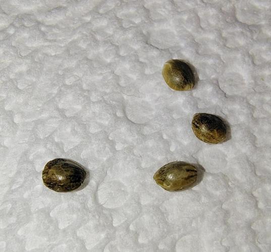 Wyrm Whiskers F1 (regular seeds). Week 0