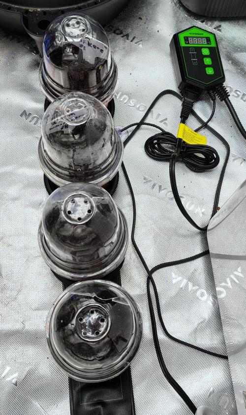 Wyrm Whiskers F1 (regular seeds). Week 0