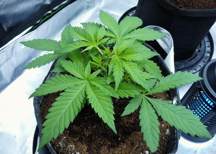 SSKush #1 (White Label) - QCS. Week 4