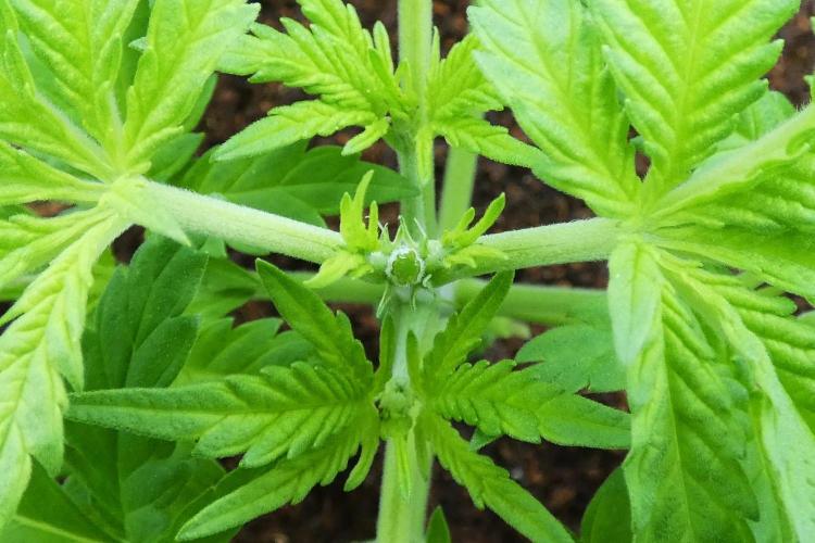 SSKush #1 (White Label) - QCS. Week 4