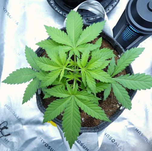 SSKush #1 (White Label) - QCS. Week 4