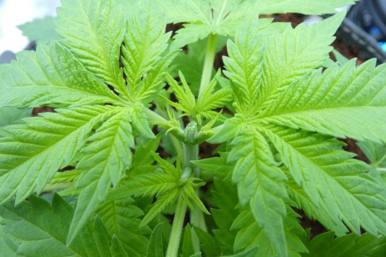 SSKush #2 (White Label) - QCS. Week 4