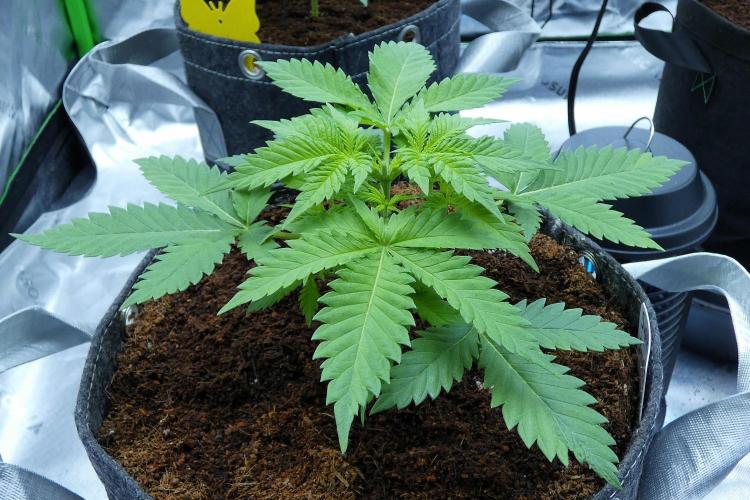 SSKush #2 (White Label) - QCS. Week 4