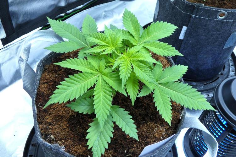 SSKush #2 (White Label) - QCS. Week 4