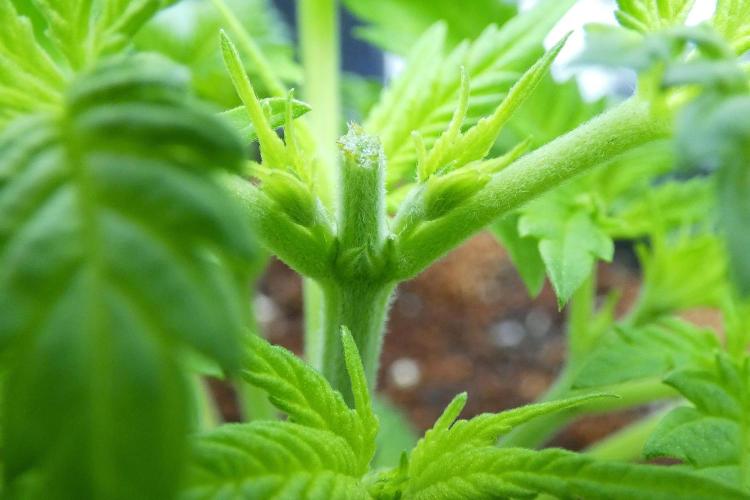 SSKush #2 (White Label) - QCS. Week 4 - small pistils showing just below topped node