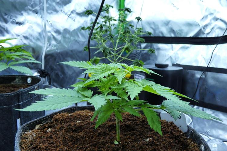 SSKush #2 (White Label) - QCS. Week 4