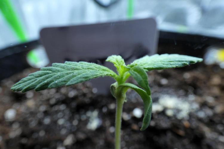 SSKush #1 (White Label) - QCS. Week 1