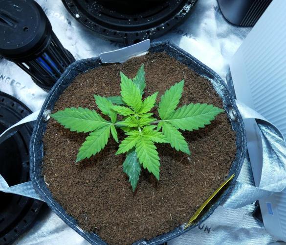 SSKush #1 (White Label) - QCS. Week 3