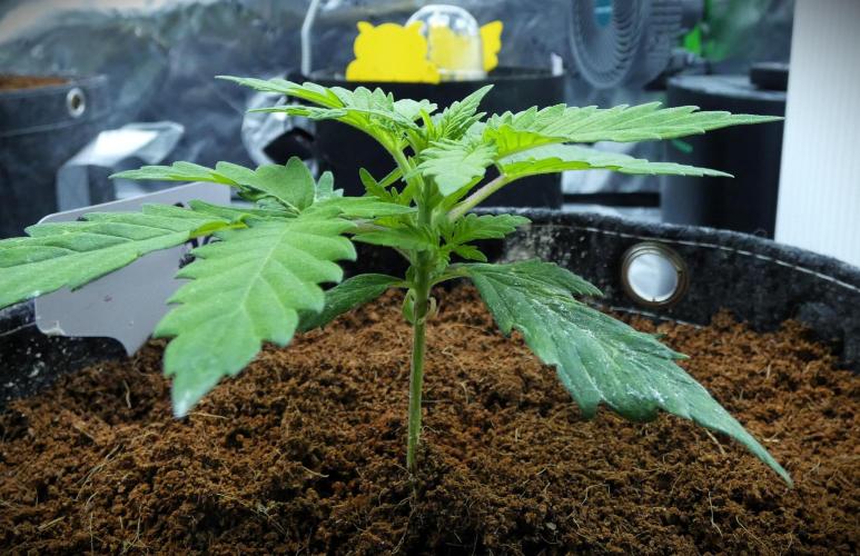 SSKush #1 (White Label) - QCS. Week 3