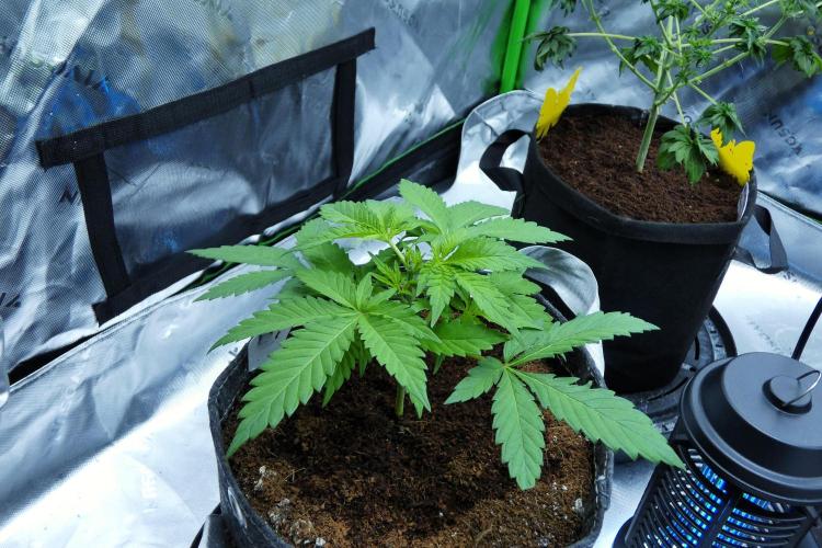 SSKush #1 (White Label) - QCS. Week 4