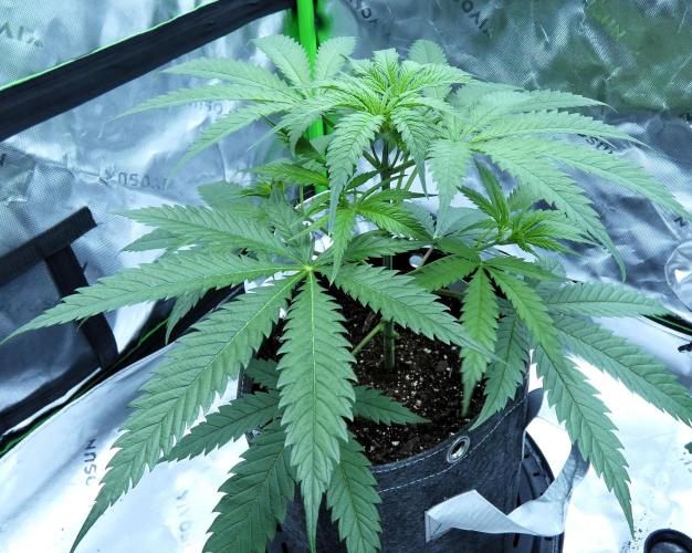 Wyrm Whiskers F1 (regular seeds). Week 0 - appearance of a typical male F1