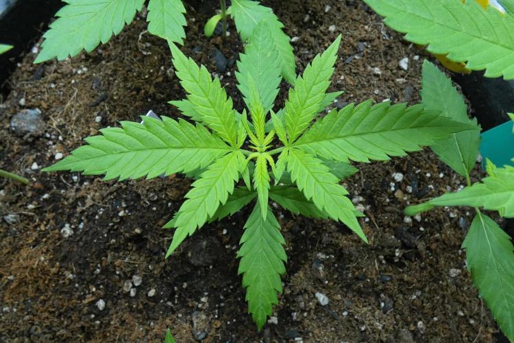 Wyrm Whiskers F1 Hunt. Week 3 - desired leaf structure