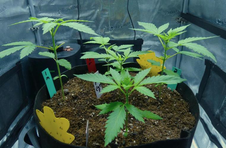 Wyrm Whiskers F1 Hunt. Week 3