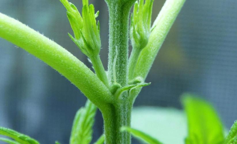 Wyrm Whiskers F1 Hunt. Week 4 - pistils