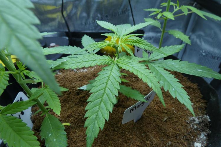 Wyrm Whiskers F1 Hunt. Week 4