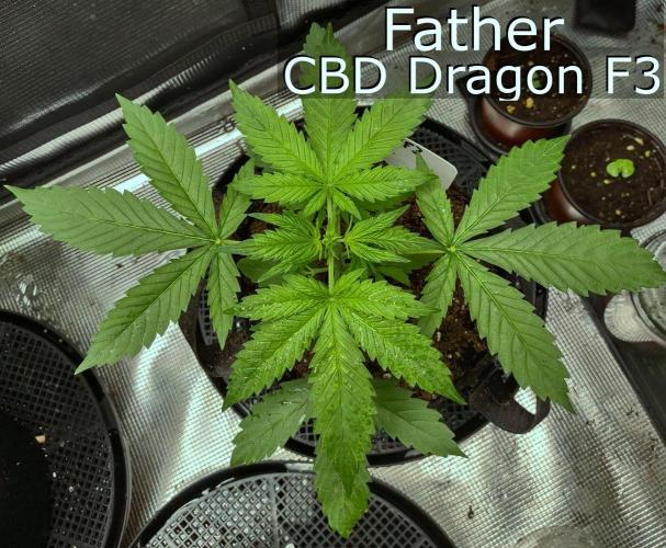 Wyrm Whiskers F1 (regular seeds). Week 0