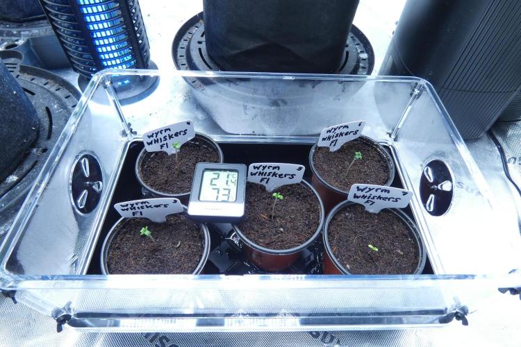 Wyrm Whiskers F1 (regular seeds). Week 0 - picture to include seedling #7