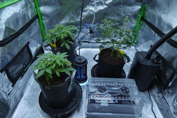 Wyrm Whiskers F1 (regular seeds). Week 0 - incubator ftw