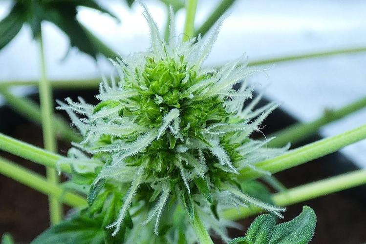 Blueberry Bastard (ABC). Week 7